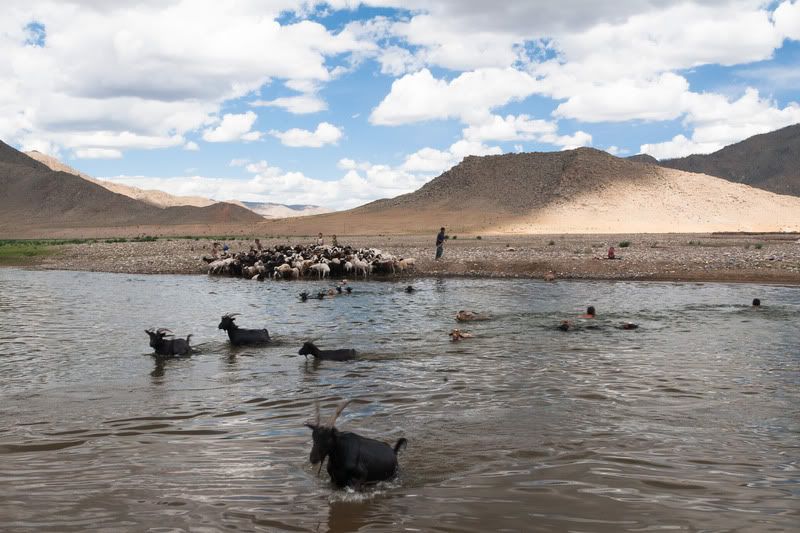goats_crossing_river_by_bm_photo_ch-d5erfha.jpg