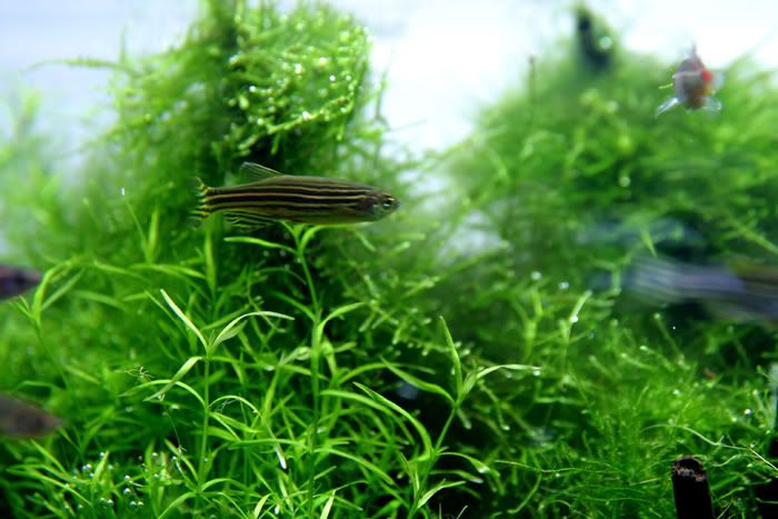 Bamboo Forest April 2 Photoshoot The Planted Tank Forum