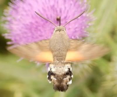 humminhbirdmoth6crop2.jpg