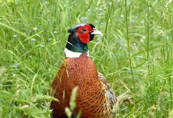 pheasant.jpg