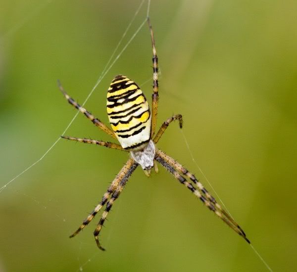 waspspider600.jpg