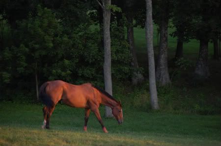 Buckles,horse