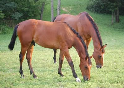 horse,Buckles,Darby