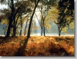 groups yahoo , yahoo groups mail ,  , yahoogroups , 34430 * Black Oaks and Ferns, Leidig Meadows, Yosemite National Park, California * 1152 x 864 * (332KB)