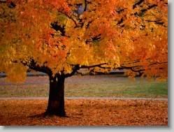 groups yahoo , yahoo groups mail ,  , yahoogroups , 34533 * An Autumn Beauty * 1152 x 864 * (297KB)