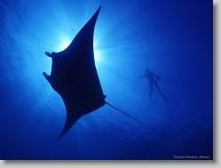 groups yahoo , yahoo groups mail ,  , yahoogroups , 353 * Soaring Shadows, Hawaii * 1152 x 864 * (73KB)