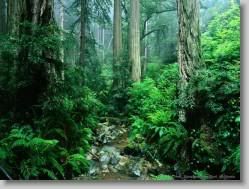 groups yahoo , yahoo groups mail ,  , yahoogroups , 4057 * Webb Creek, Tamalpais State Park, California * 1152 x 864 * (335KB)