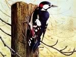VALUBLE PAINTINGS - BIRDS 2