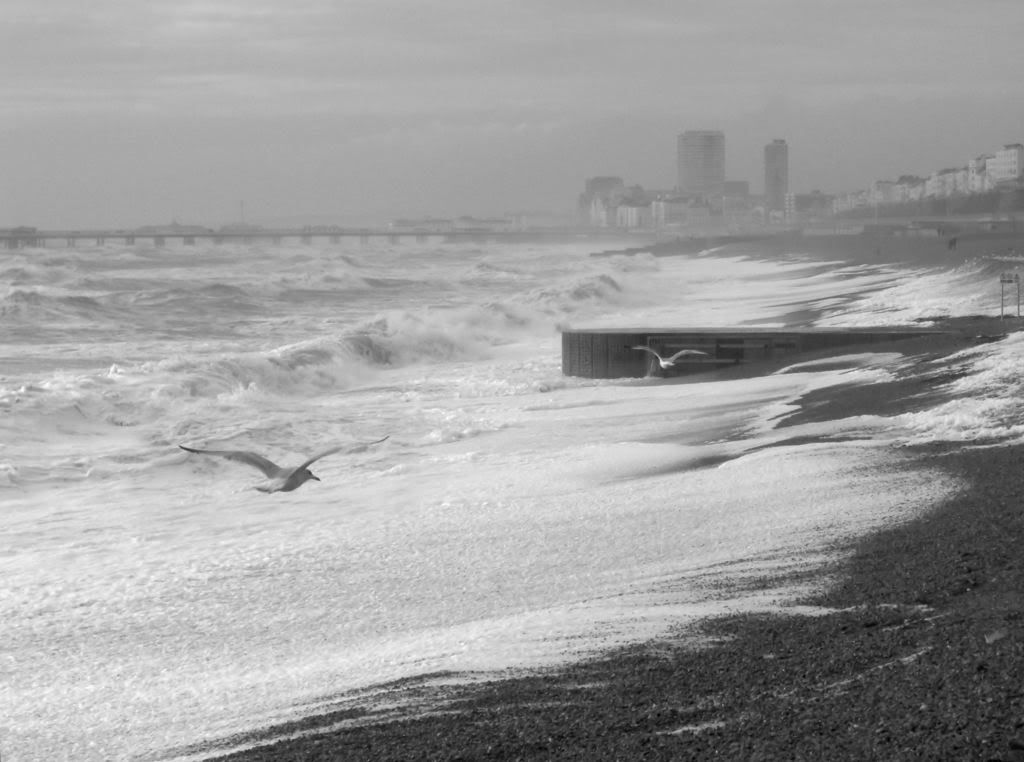 gulls_on_rough_sea_bw.jpg