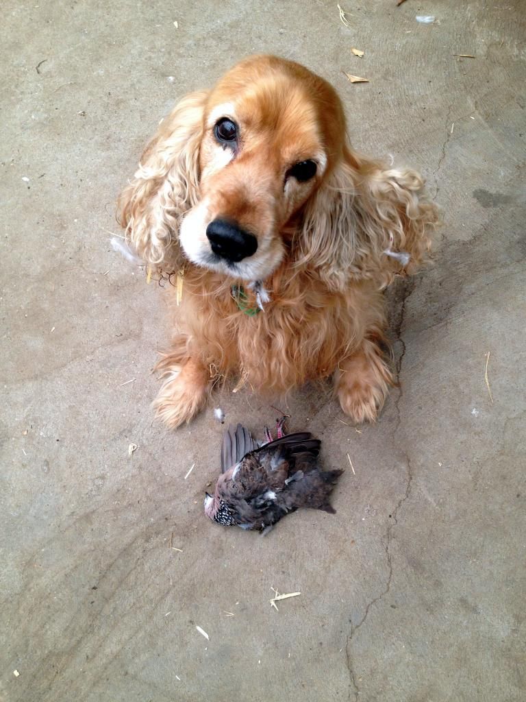  photo Max with dove_zpsnagrsw1p.jpg