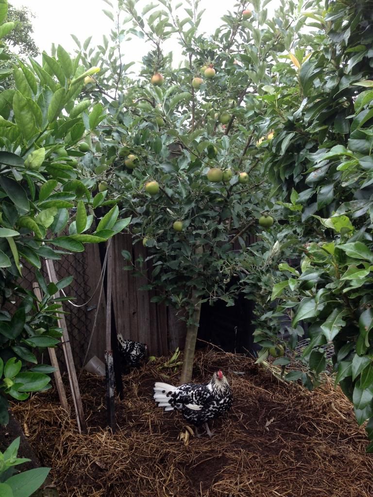  photo apples pear and lime with chooks_zpsswn7alph.jpg