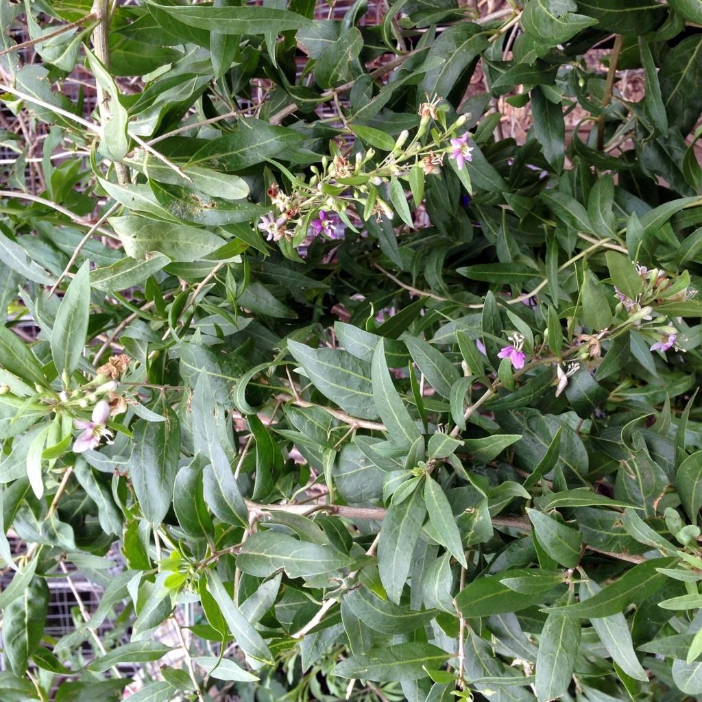  photo goji berries_zpsphpic4a7.jpg