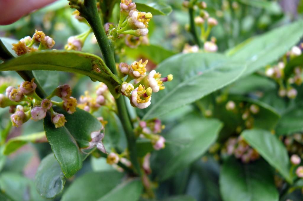  photo limefivepic3_zps84efddbf.jpg