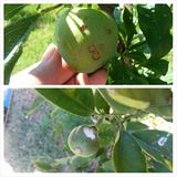  photo 1526970_10202129715420504_1531640606_n_zps416e434a.jpg