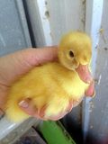  photo Duckling_zps4226187d.jpg