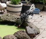  photo P1140267_zps8fc7cc61.jpg