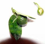  photo P1140346_zpsd4592e00.jpg