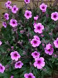 photo geranium3_zps938a3470.jpg