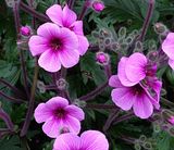 photo geranium3hoverfly_zps68804fb6.jpg