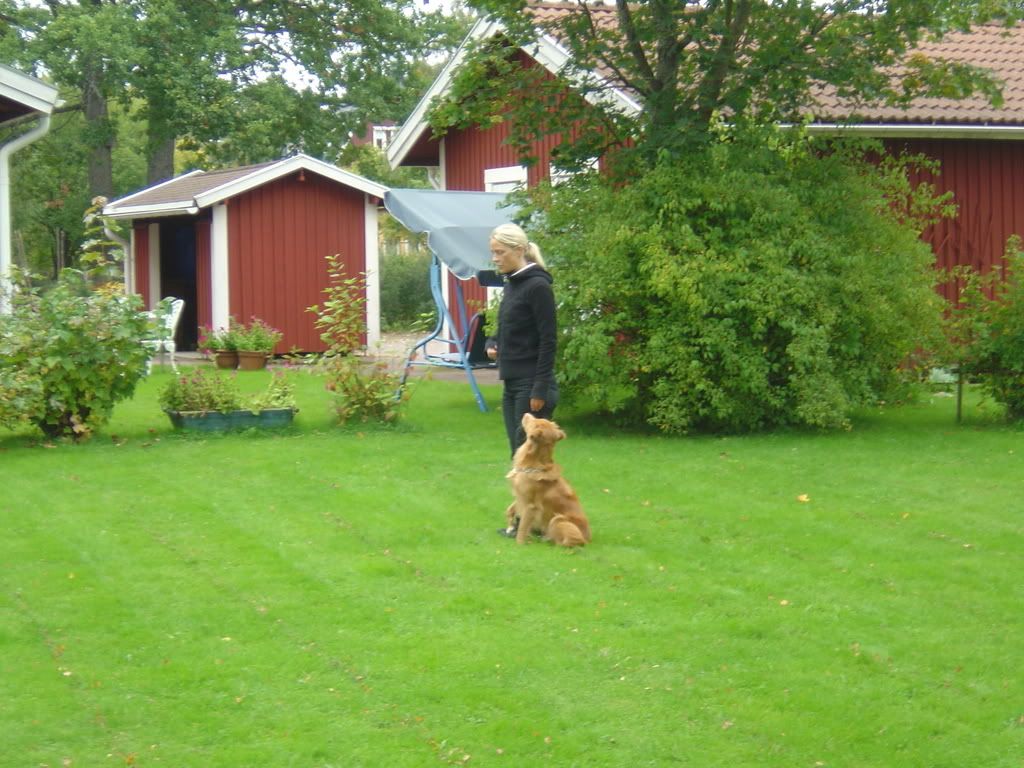 Hundtrning009.jpg