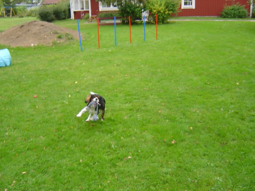 Hundtrning023.jpg