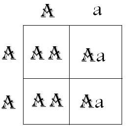 Punnett Square of AA+Aa