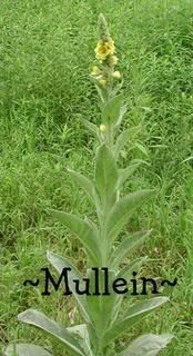 mullein Pictures, Images and Photos