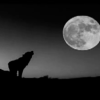 black-white-wolf.png wolf image by magic_goose