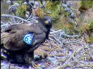 Santa Cruz eaglet