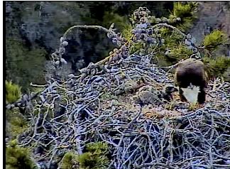 Santa Cruz eaglet