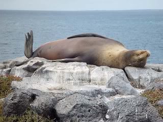 SUNBATHING.jpg picture by chemosabi1