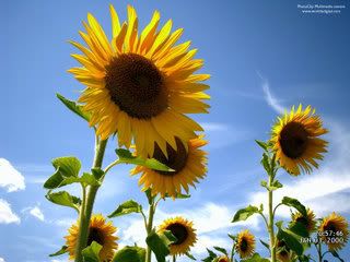 Sunflowers1600x1200.jpg picture by chemosabi1