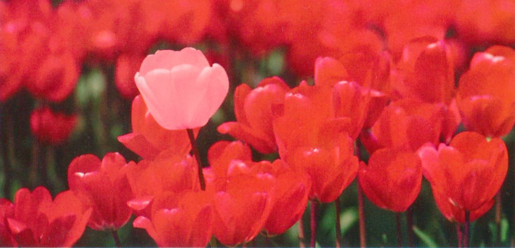 Like a pink tulip in a field of red ones, Suzanne Majure stands out from the crowd! photo Suzannes pink tulip_zps0gyrwugd.jpg