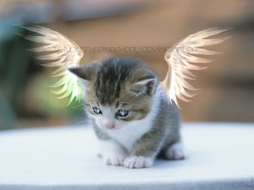 angelcat.jpg