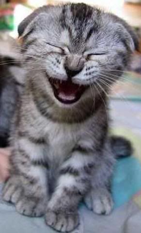 cat-lol.jpg Lol cat image by Nambi88