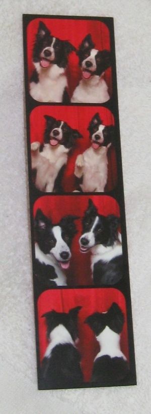 Photobooth Puppies! Cutest bookmark ever!