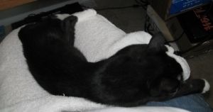 Liquid Kitty Liquid Kitty