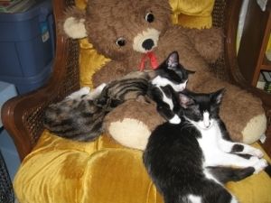 Uncle Fred takes good care of the kittens! Uncle Fred takes good care of the kittens!
