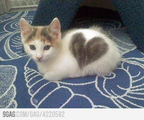 Click the image to open in full size.