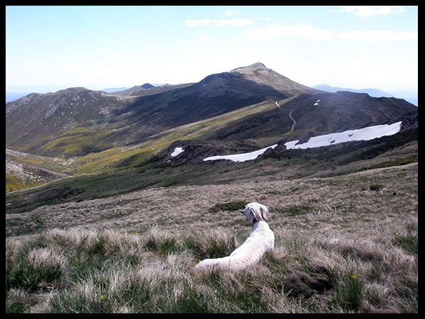 pico del lobo
