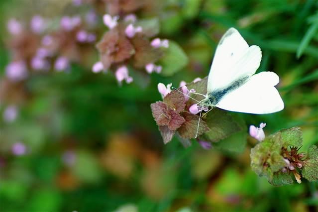 Dead Nettle or Grass? (c) MsDebbieP which is better sytropin or genf20