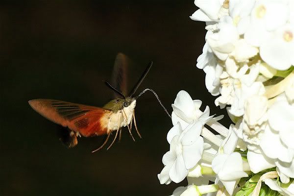 hummingbird moth ontario: it is a hummingbird moth.