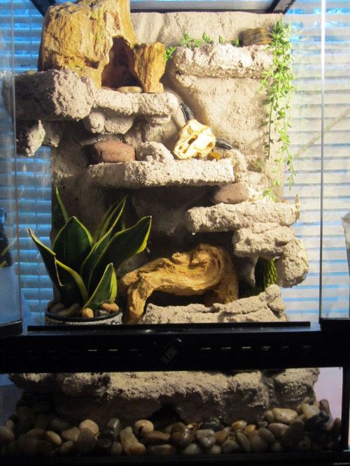 leopard gecko accommodation