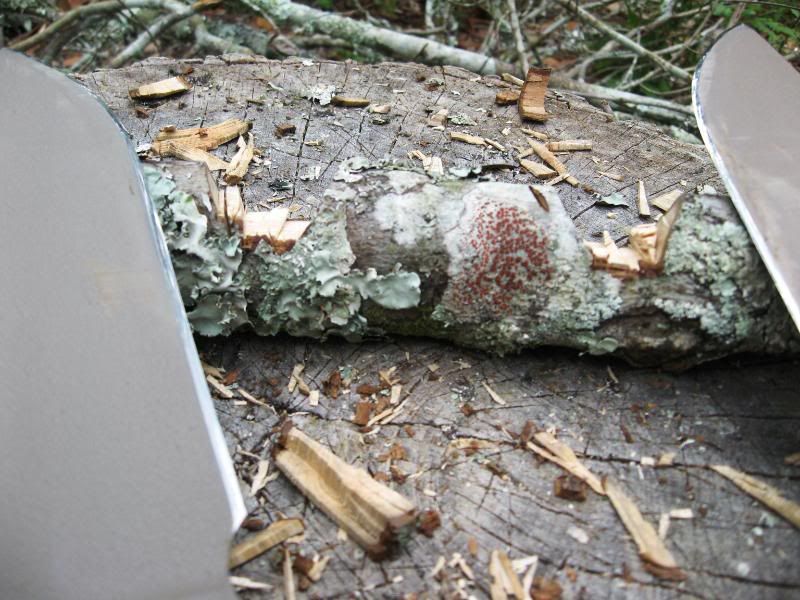 [Linked Image from i173.photobucket.com]