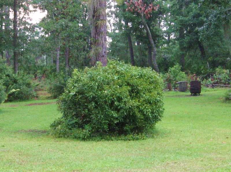 [Linked Image from i173.photobucket.com]