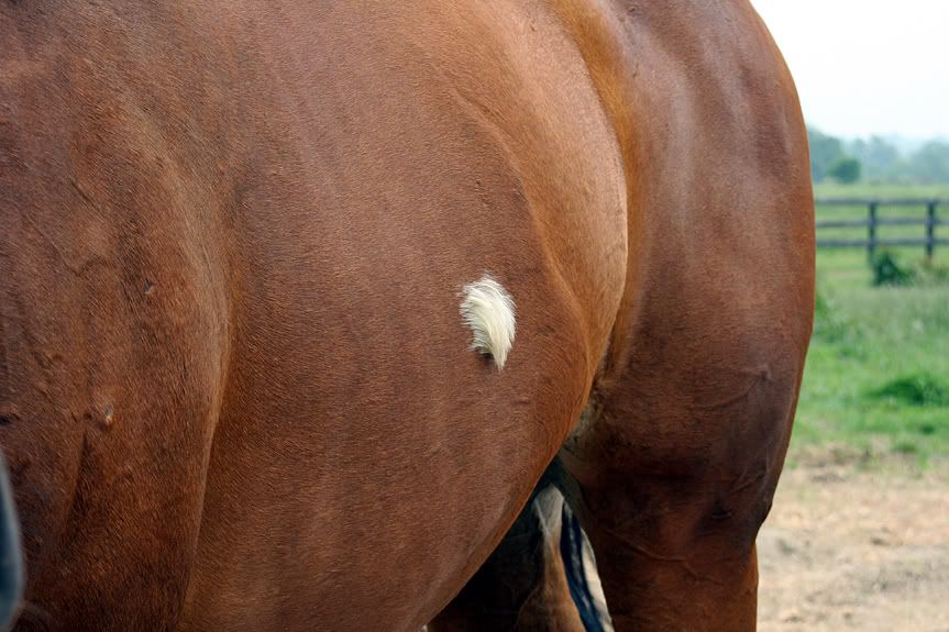 Random Long Hairs In Short Body Coat Color Genetics