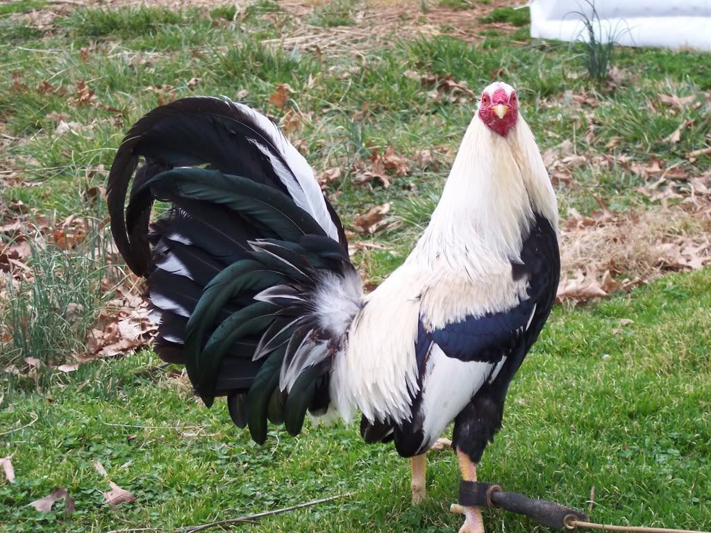 Leiper Rooster