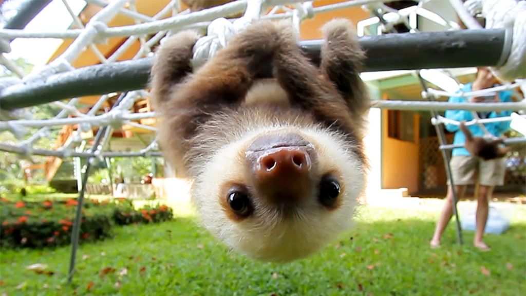  photo animalisttoo--0005--sloth-talk--large.thumb_zpsuue2txou.jpg