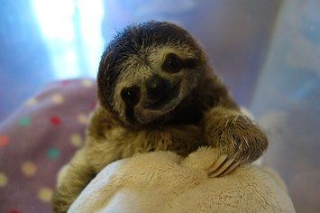  photo meet-lunita-the-cutest-baby-sloth-on-planet-earth-2-9684-1405357019-4_big_zpsh1dgj5sj.jpg