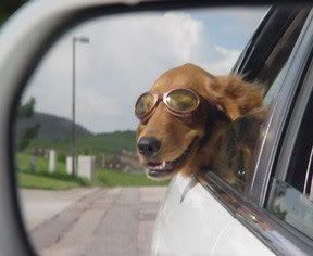 dog Pictures, Images and Photos